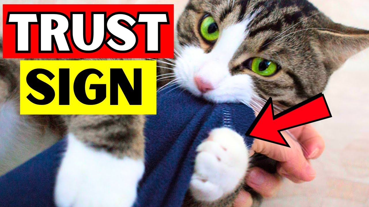 10 Signs Your Cat Trust You More Than You Think