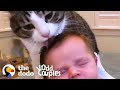Cat Doesn’t Want Anyone to See Her Soft Side | The Dodo Odd Couples
