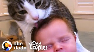 Cat Doesn’t Want Anyone to See Her Soft Side | The Dodo Odd Couples