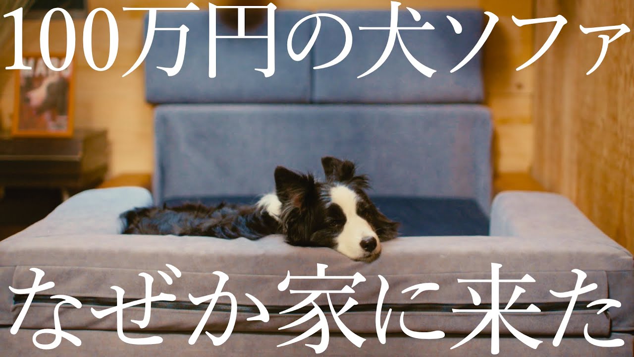 古民家に来た高級ソファで愛犬がとんでもない事をしました…！