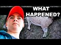 A ROUGH MONTH ON THE FARM 😓  | How I Treat Anemia in my Sheep Dorper Sheep Farming on Pasture