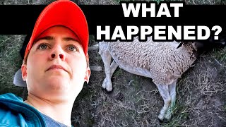 A ROUGH MONTH ON THE FARM 😓  | How I Treat Anemia in my Sheep Dorper Sheep Farming on Pasture by the Shepherdess 12,085 views 10 months ago 8 minutes, 33 seconds