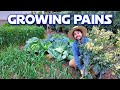 My flowering broccoli and monster cabbages  garden reset