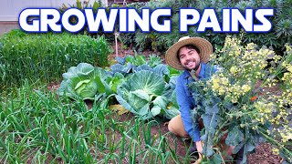 My Flowering Broccoli And Monster Cabbages | Garden Reset