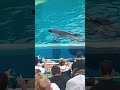 Sea Worlds Orca show July 2022 (full show)