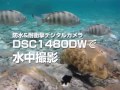 防水&耐衝撃デジカメDSC1480DWで水中ムービー撮影