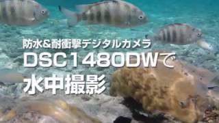 防水&耐衝撃デジカメDSC1480DWで水中ムービー撮影