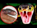 दुनिया के 10 सबसे जानलेवा सांप | 10 Most Venomous Snakes In the World.