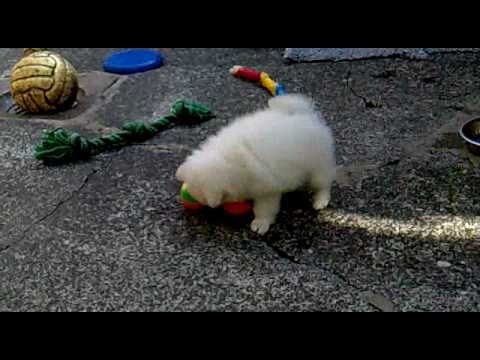 German Spitz Mittel puppy