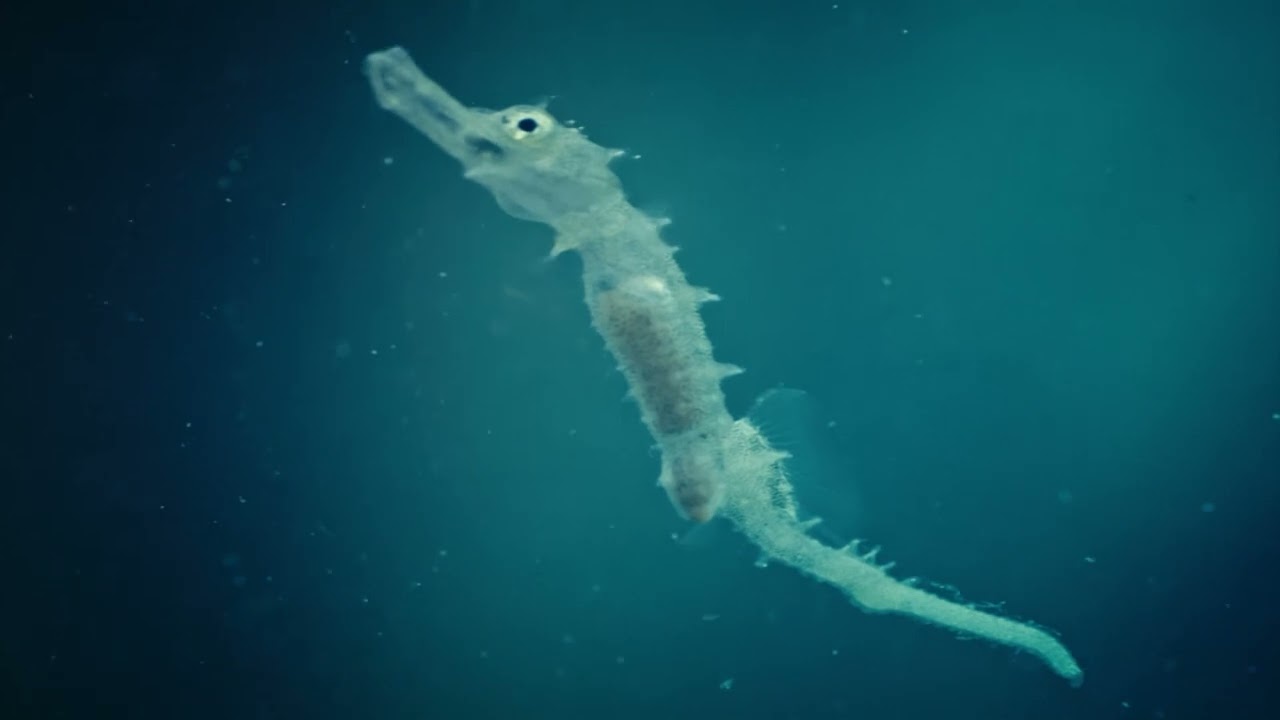 Seahorse and seagrass safari