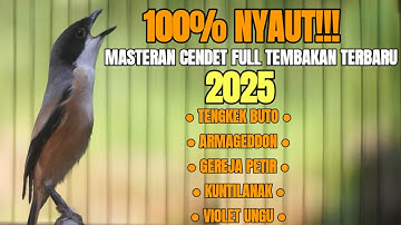 MASTERAN BURUNG CENDET TERBARU 2025