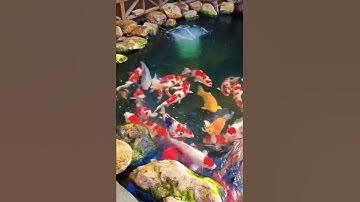 Hồ cá koi đẹp nhất Việt Nam .Cá koi Nhật #shorts