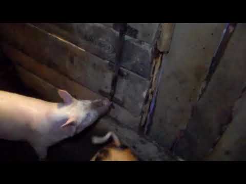 Устройство свинарника в домашних условиях видео