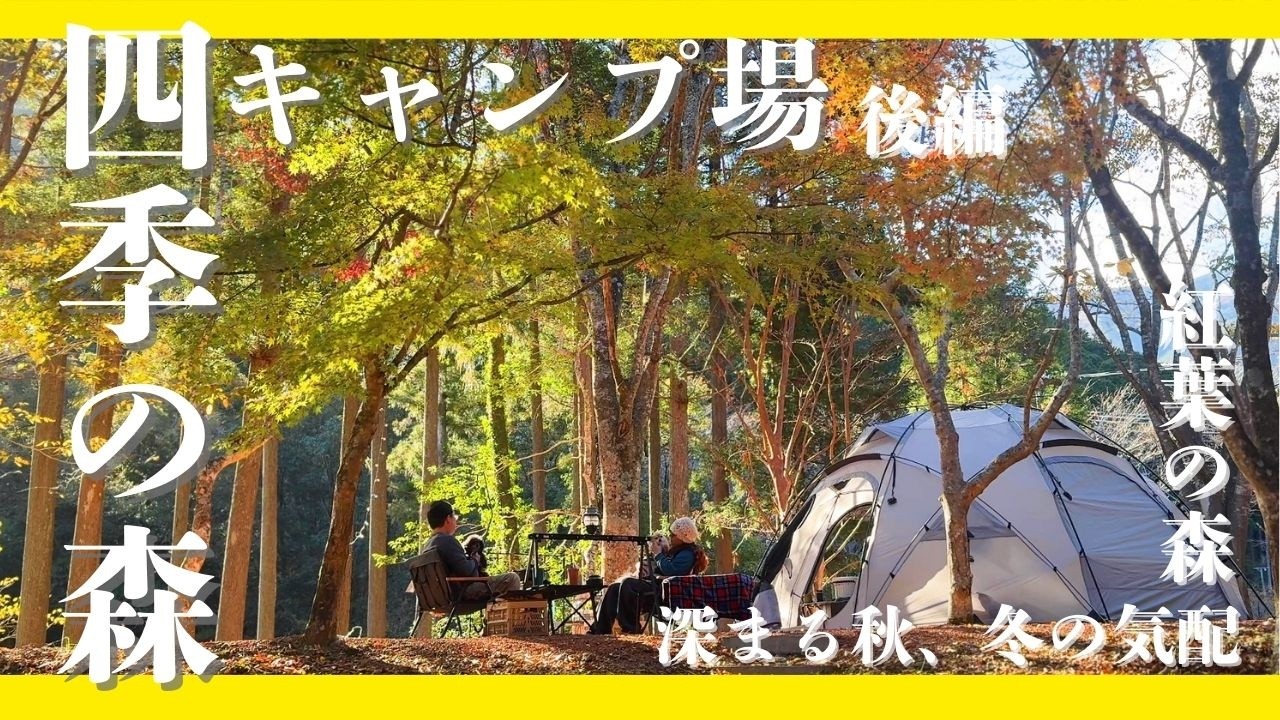 【四季の森キャンプ場】後編 紅葉キャンプで銀杏の絨毯をお散歩しましたやで！【コマンダー245】【チワワ】【三重 紅葉 犬 キャンプ】
