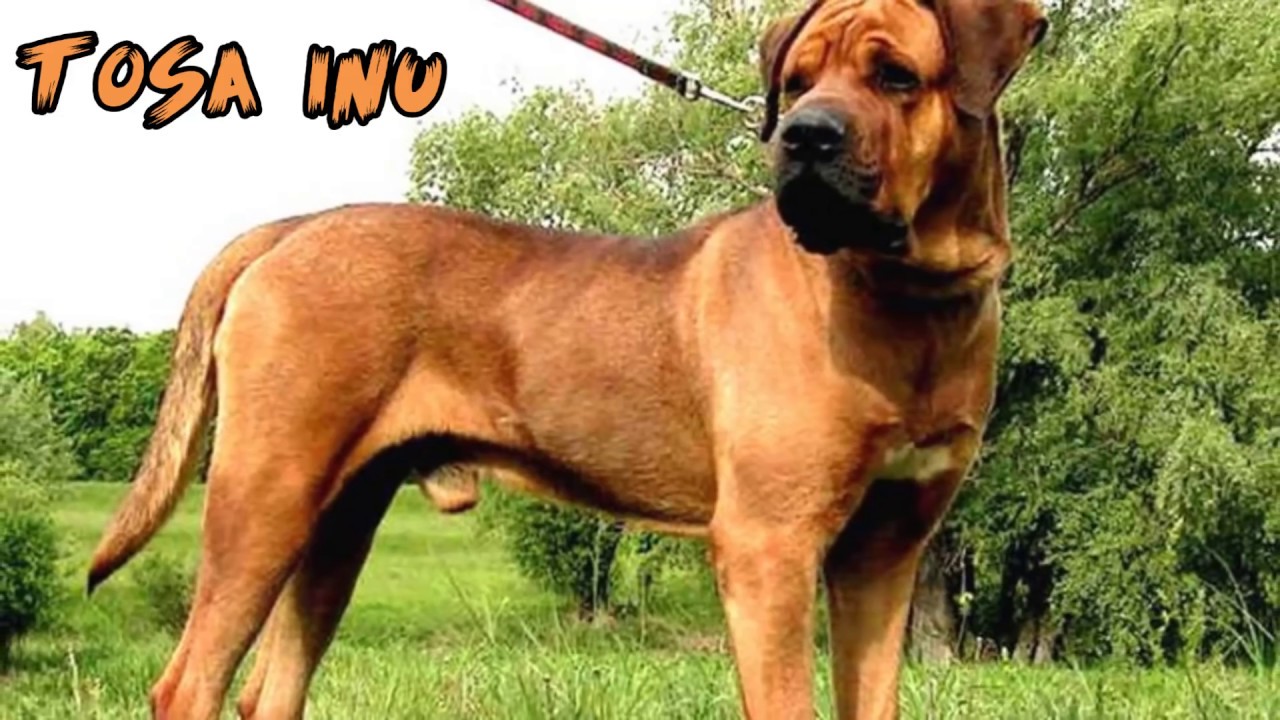 top 10 strongest dogs in the world