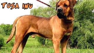 Top 10 Strongest Dogs in the World 🐕