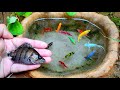 Scooping up ornamental fish, flowerhorn fish, goldfish, glowfish, koi fish, molly fish, lohan fish. 