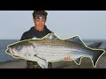GIANT Striped Bass! Catch Clean Cook! (Multiple New PB Fish on Live Eels)-New England pt.3