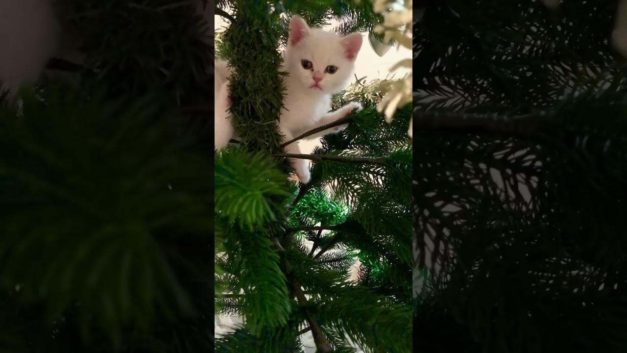 British Kittens Of Cat Kylie 