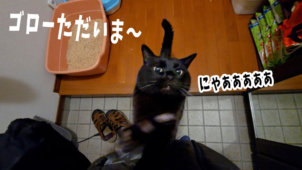 Goro's welcome [4 Cats Living 1513s] - YouTube