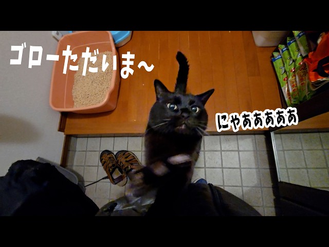 Goro's welcome [4 Cats Living 1513s] - YouTube