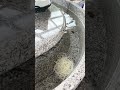 そうめん流しがシュールすぎるwww #shorts