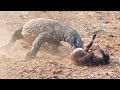 Komodo Dragons Attack Young Goats