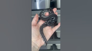 Super Black Head VPI Axanthic 🖤🖤🖤 #ballpythonmorph #ballpython #axanthic #ballpythonbreeder