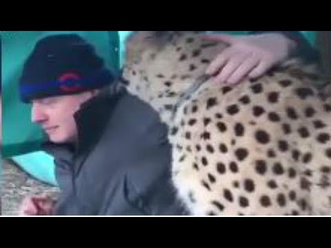Raw Moment: Boris Johnson gets up close and personal with Saba the cheetah