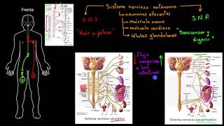 Sistema nervioso autónomo | Khan Academy en Español