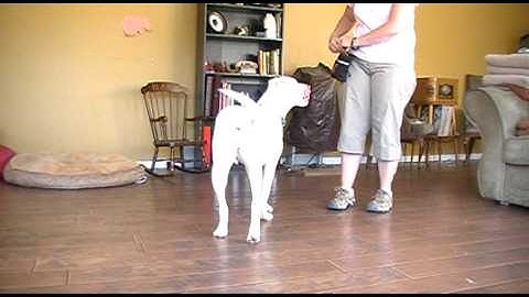 Deaf dog training - positive interrupter to get attention