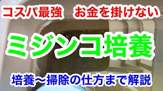 【メダカ】ミジンコ、ミジンコの増やし方、ミジンコ培養、メダカ飼育