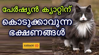 Food for persion cat Malayalam || പേർഷ്യൻ   കാറ്റിന് കൊടുക്കാവുന്ന  ഭക്ഷണങ്ങൾ..!