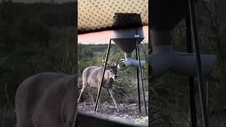 Buck in west Texas.  #westtexas #whitetailbucks