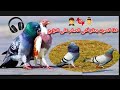 صوت يحفز أنثى الحمام على التزاوج    