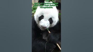 🐼Panda🀤: Guardian of the Bamboo Forest