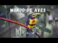 MINDO - Tierra de AVES EXOTICAS 🦅 | Ecuador / Josué y Eli