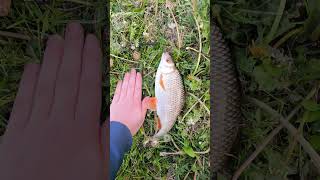 Крупная плотва на Москве-реке в Каскадном парке #fishing