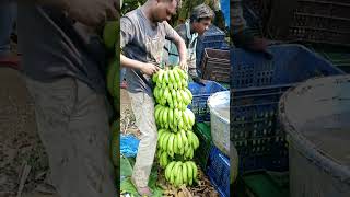Banana Harvesting. Champakbhai Patel at kholesvar.