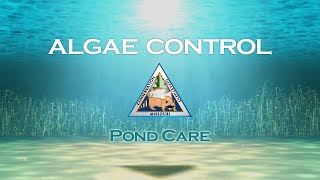 Pond Care 101: Algae Control