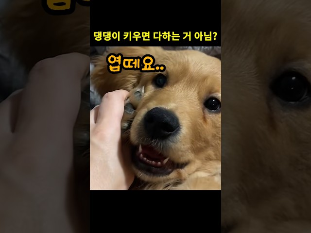 중국요리 시키는 댕댕이