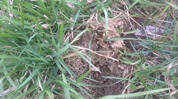 Greg Judy spring grazing turn out discussion