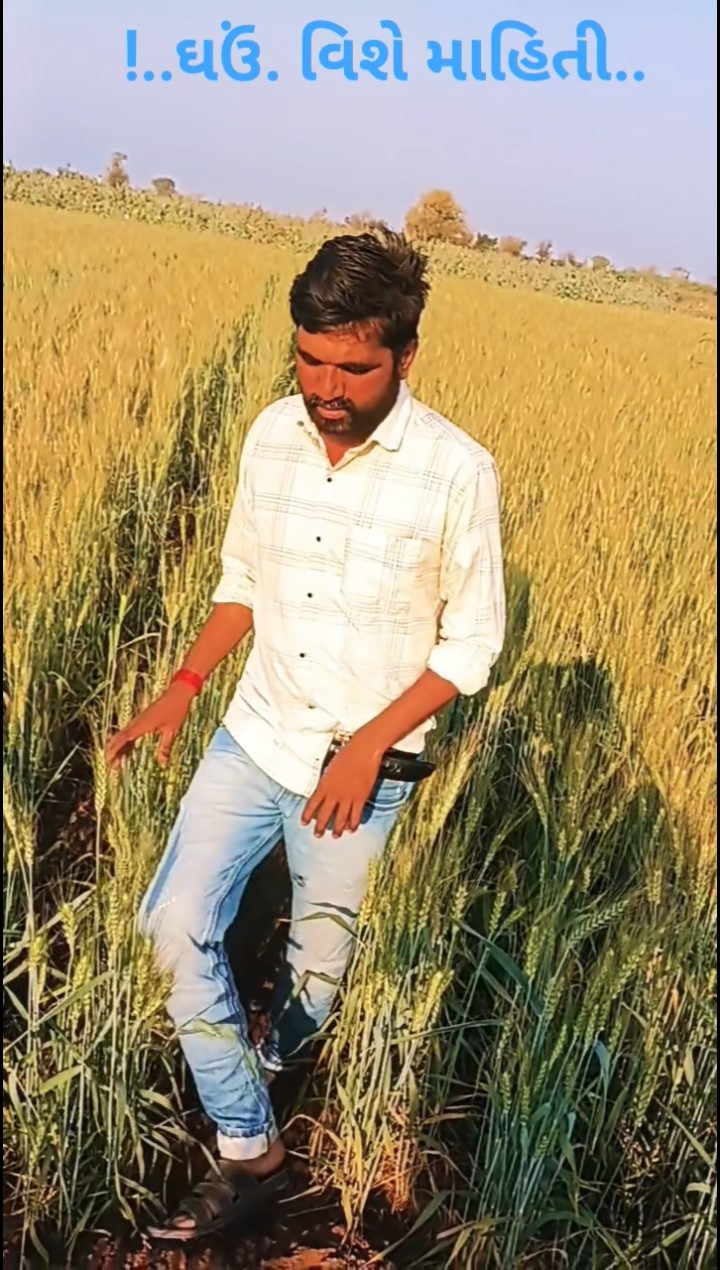 🌱 ખેતરનાં પાકો - ShareChat