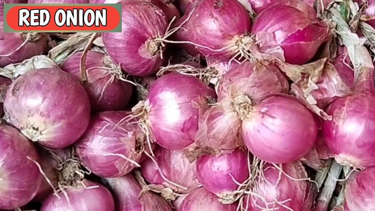 MELEDAK BOLO...!!! HARGA BAWANG MERAH HARI INI, SELASA, 24/2/2026 DI PASAR PROBOLINGGO