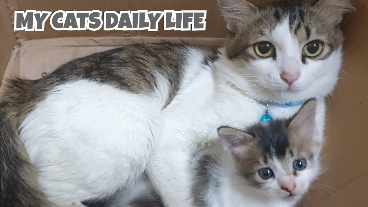 KESEHARIAN ANAK - ANAK KUCING DI RUMAH | MY CATS DAILY LIFE | KELAKUAN 4 ANAK KUCING BARU