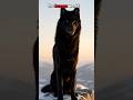 Why This Giant Black Wolf Approached Humans... ❄️ #wolf