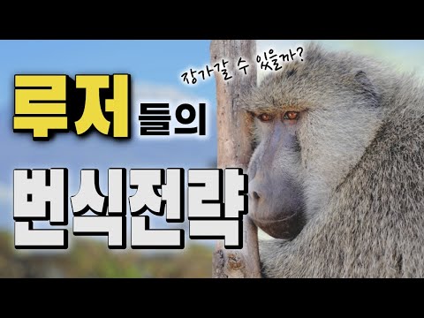 [동물들의 번식전략] 개코원숭이의 그루밍 기법