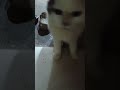 funny cats #cats #cute #pets #meow #instacat #catlover #kittensofinstagram #animaloveras