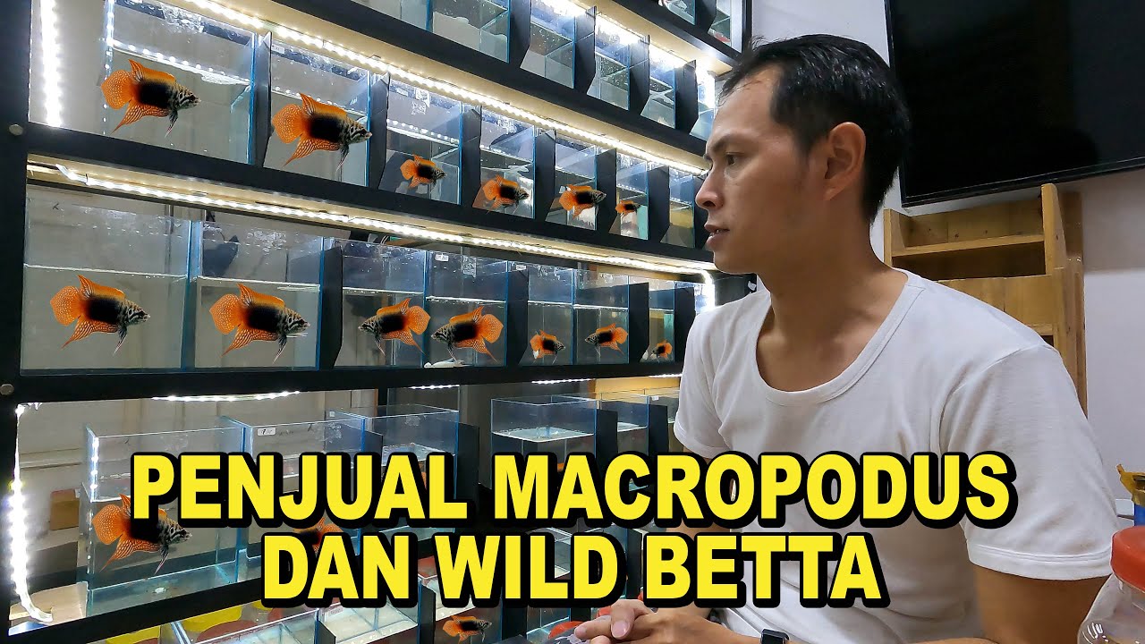 PENJUAL MACROPODUS DAN WILD BETTA