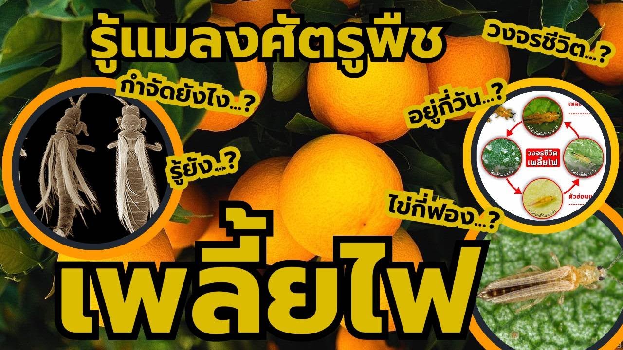 [รู้แมลงศัตรูพืช...ตอนที่ 1] ชื่อแมลง...เพลี้ยไฟ ลักษณะ วงจรชีวิต การทำลายใบพืช  สารกำจัด